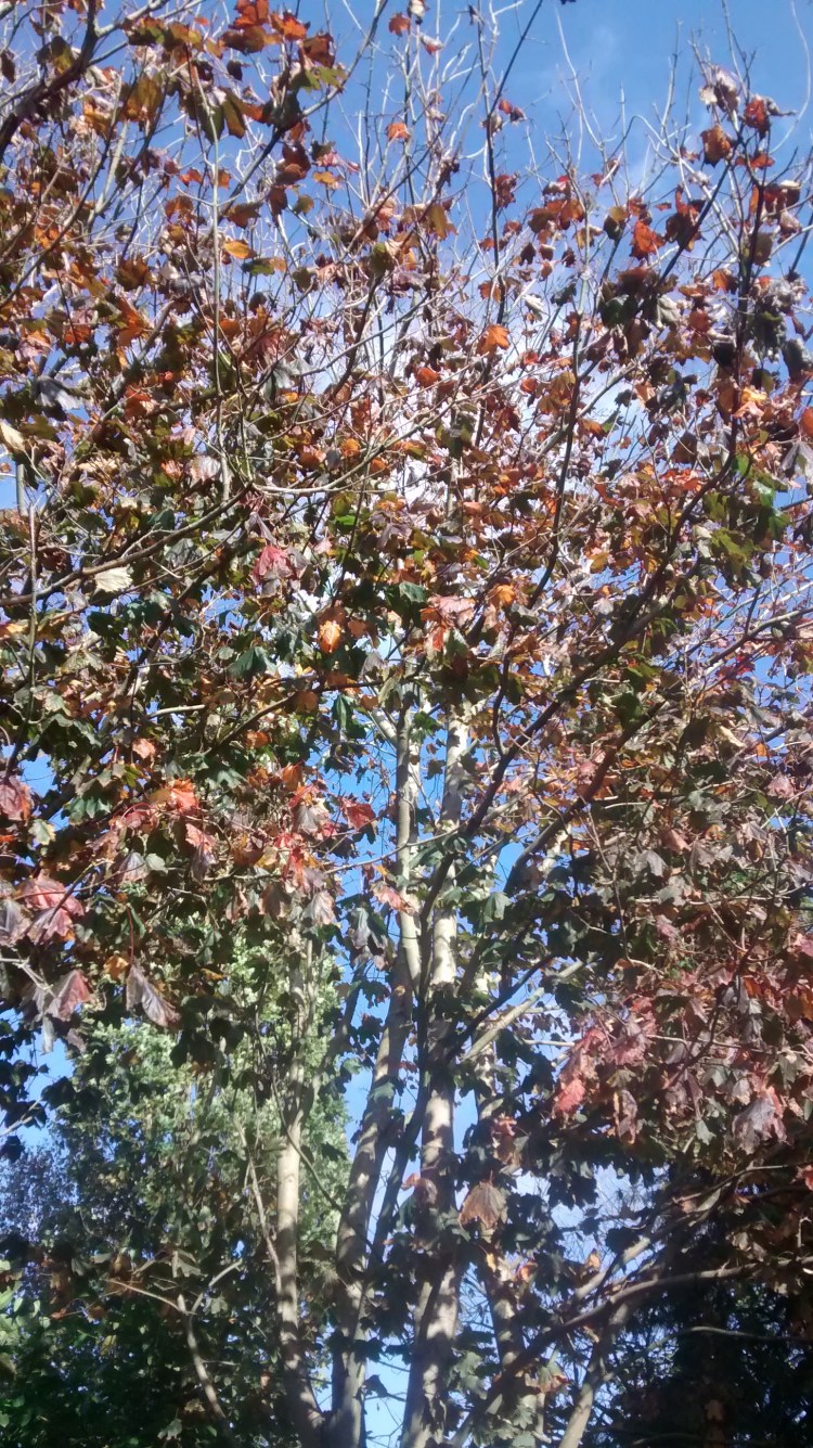 wp-1414409105827.jpg image